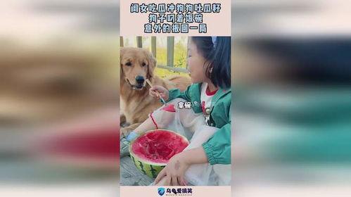 娱乐吃瓜酱送小狗视频在线观看,萌宠来袭，温馨瞬间引网友热议