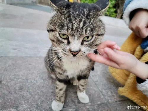 娱乐吃瓜酱猫学鸟走路,酱猫学鸟走路，揭秘动物界的趣味模仿