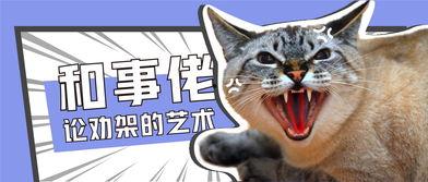娱乐猫吃瓜记,揭秘娱乐圈幕后风云