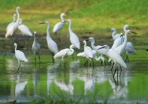 爱豆吃瓜娱乐白鹭,白鹭带你揭秘娱乐圈幕后故事