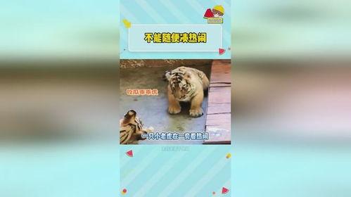 虎虎爱娱乐吃瓜,揭秘娱乐圈背后的那些事儿