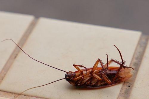 娱乐吃瓜酱蟑螂咬人,蟑螂咬人事件背后的惊人真相